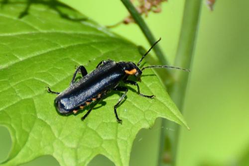 Réf. 257 547 : Cantharis sp.